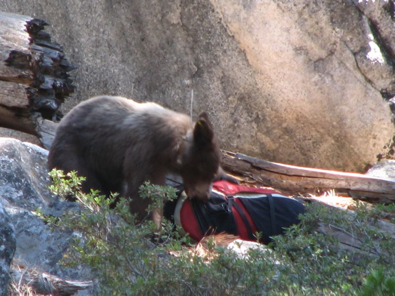 2008-08-22 Dome (47) Bear found some backpack